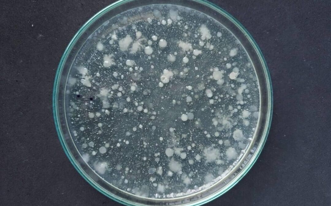 การอุดตันจากเชื้อจุลินทรีย์